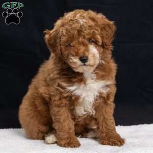Polly, Miniature Poodle Puppy